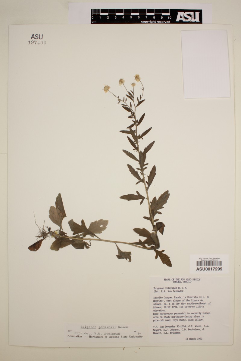 Erigeron jenkinsii
