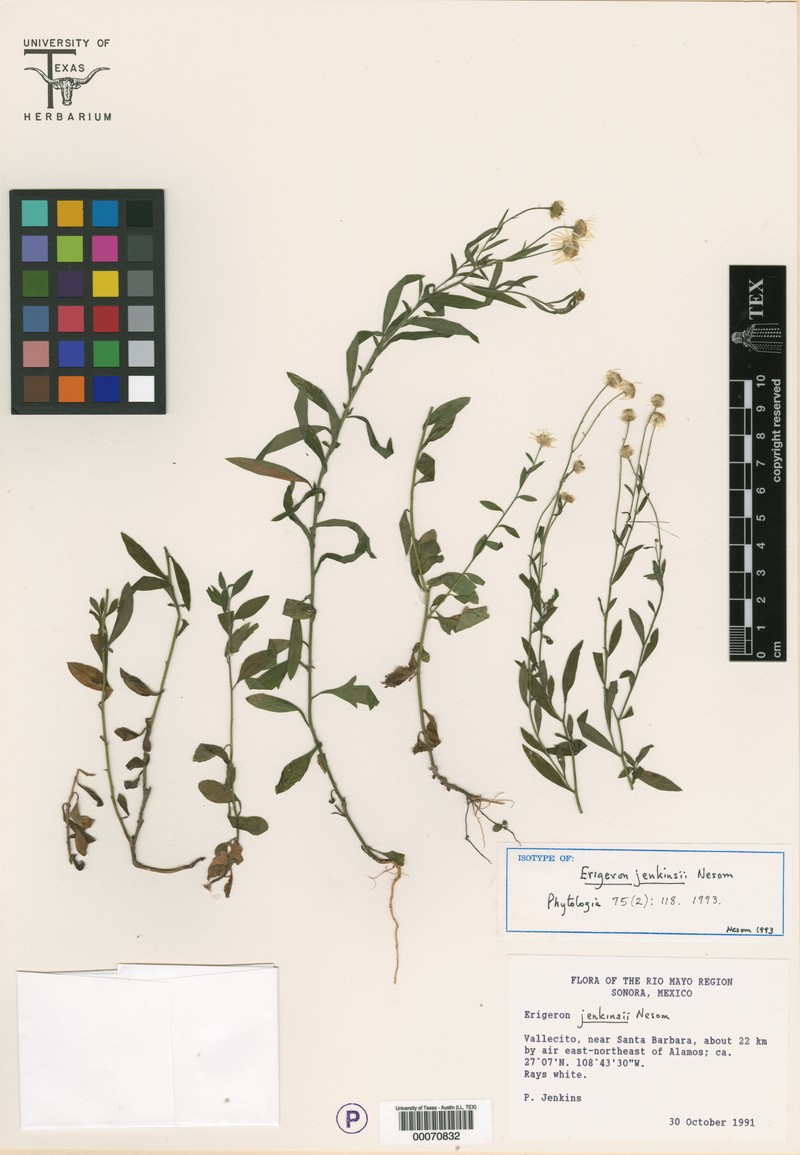 Erigeron jenkinsii photo 2