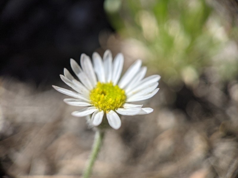 Jones' Fleabane
