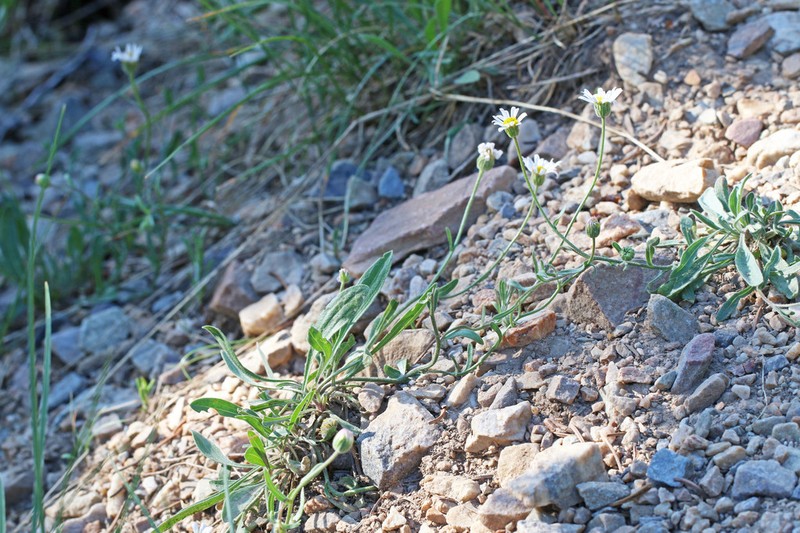 Jones' Fleabane photo 2