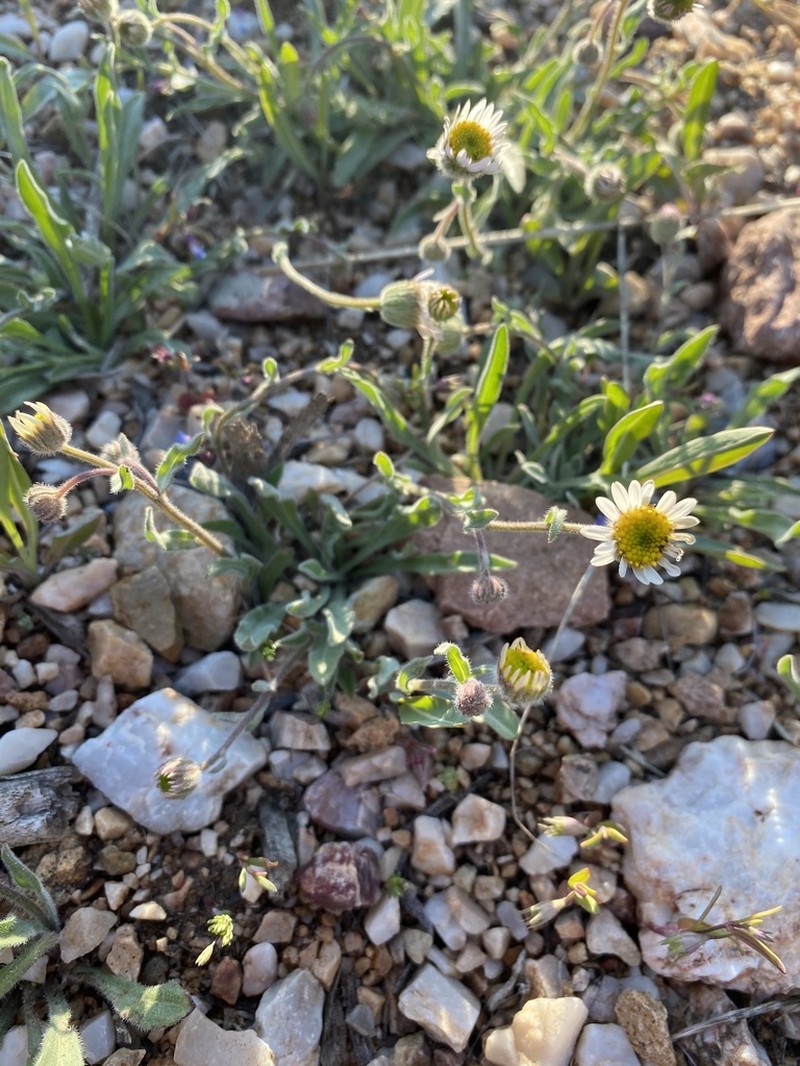Jones' Fleabane photo 3