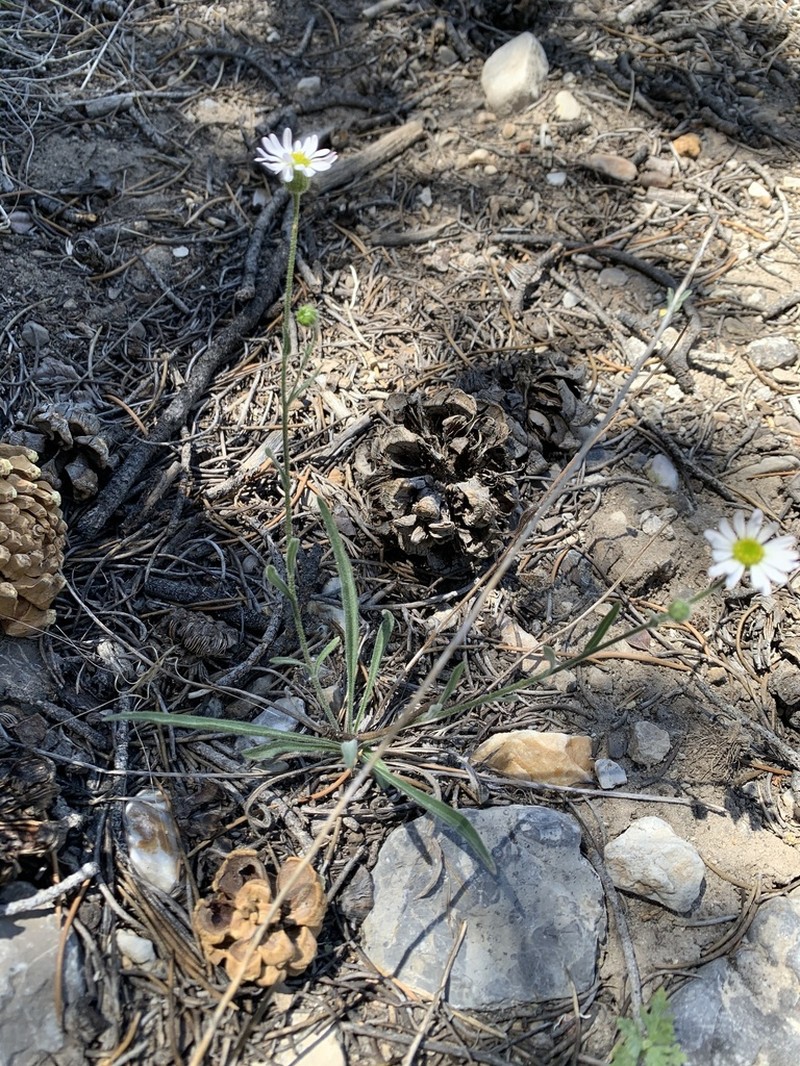 Jones' Fleabane photo 4