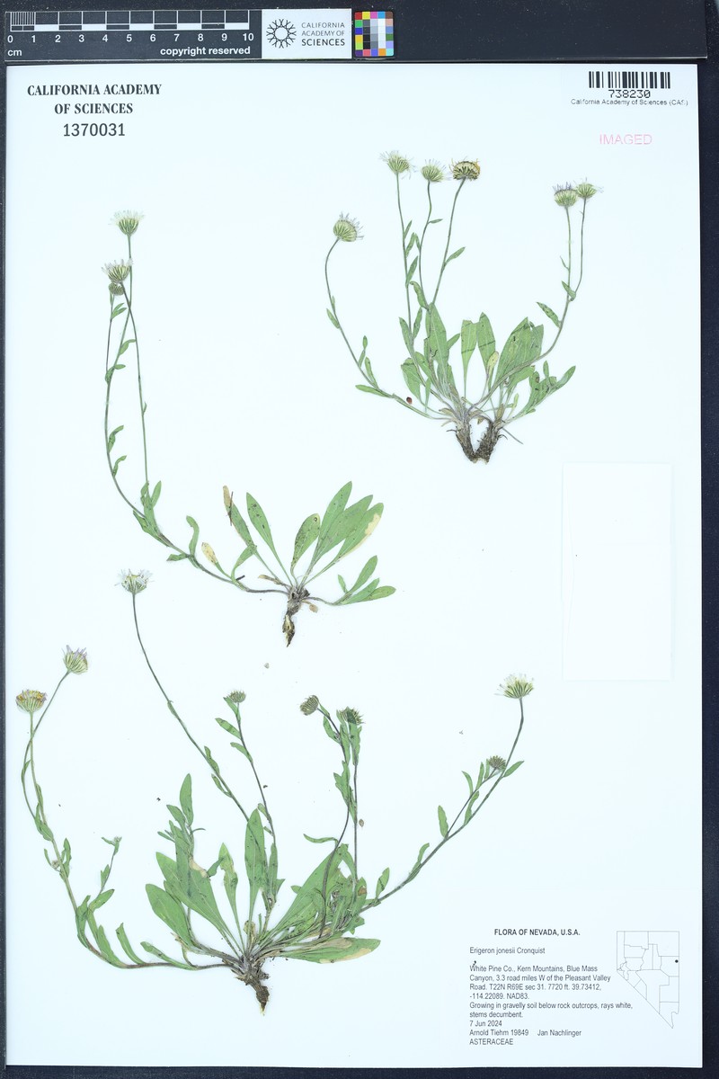 Jones' Fleabane photo 5