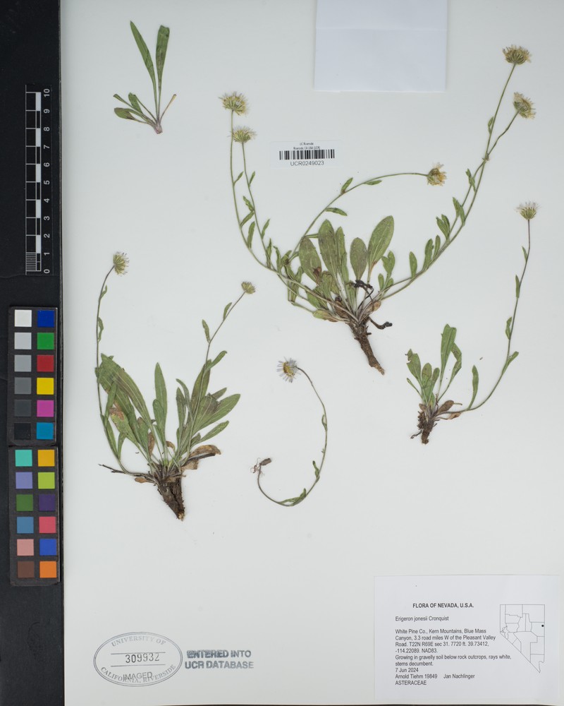 Jones' Fleabane photo 6
