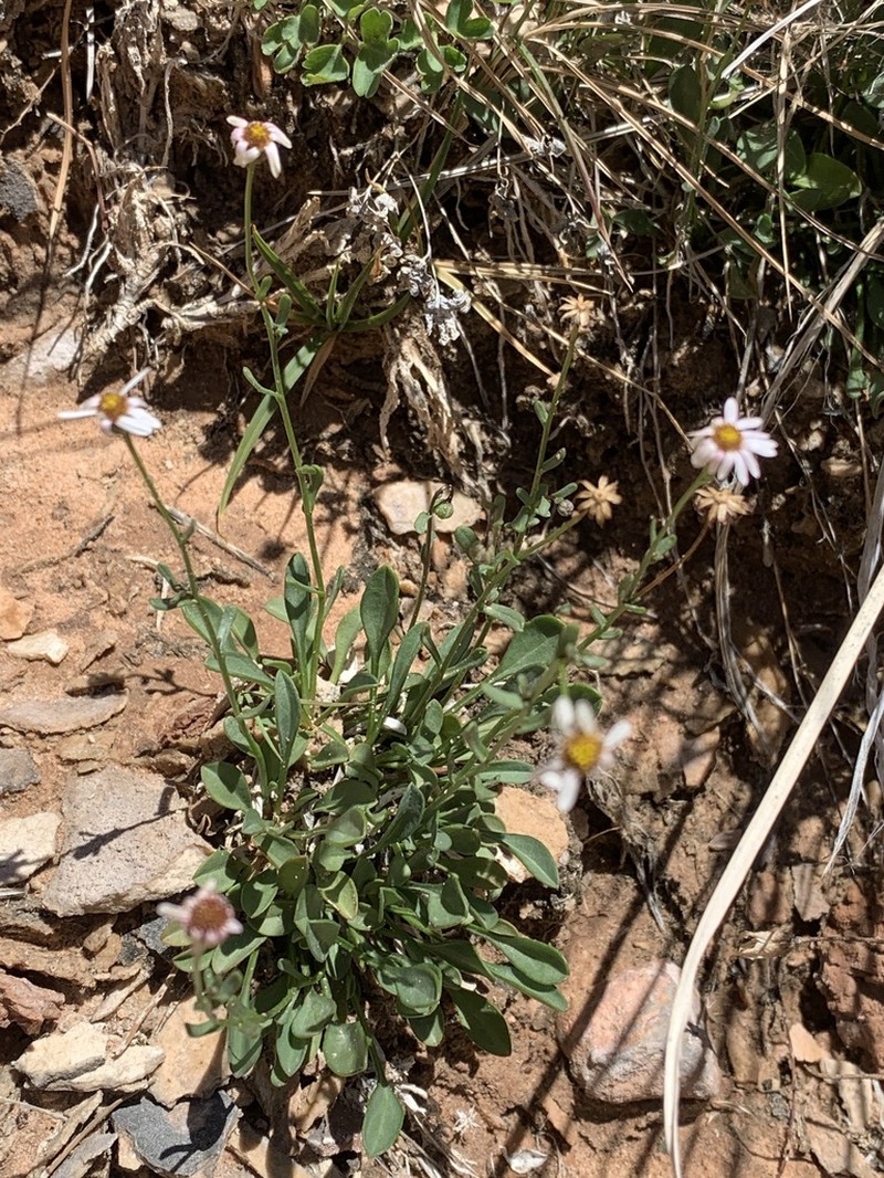 Kachina Fleabane