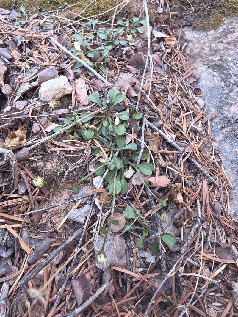 Kachina Fleabane photo 2