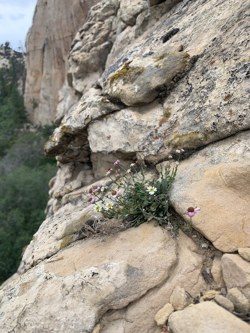 Kachina Fleabane photo 3