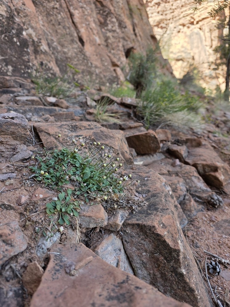 Kachina Fleabane photo 4