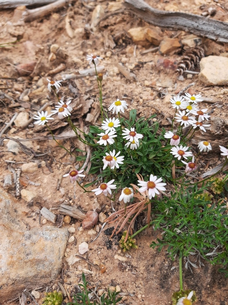 Kachina Fleabane photo 5