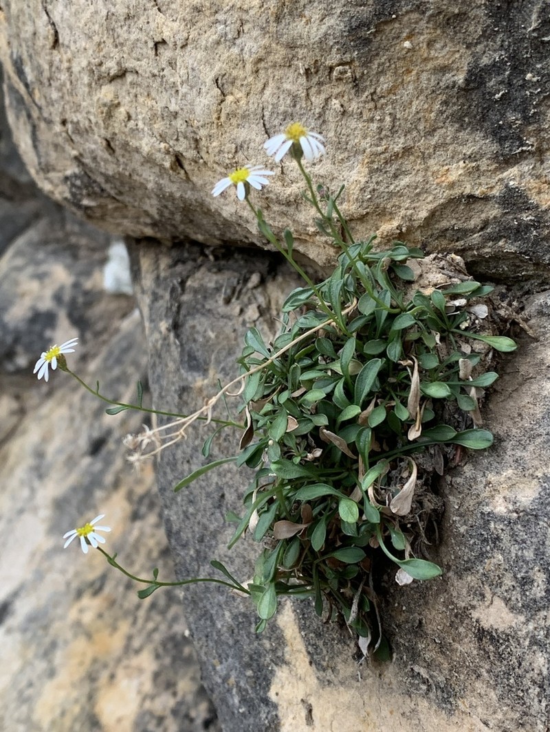 Kachina Fleabane photo 6
