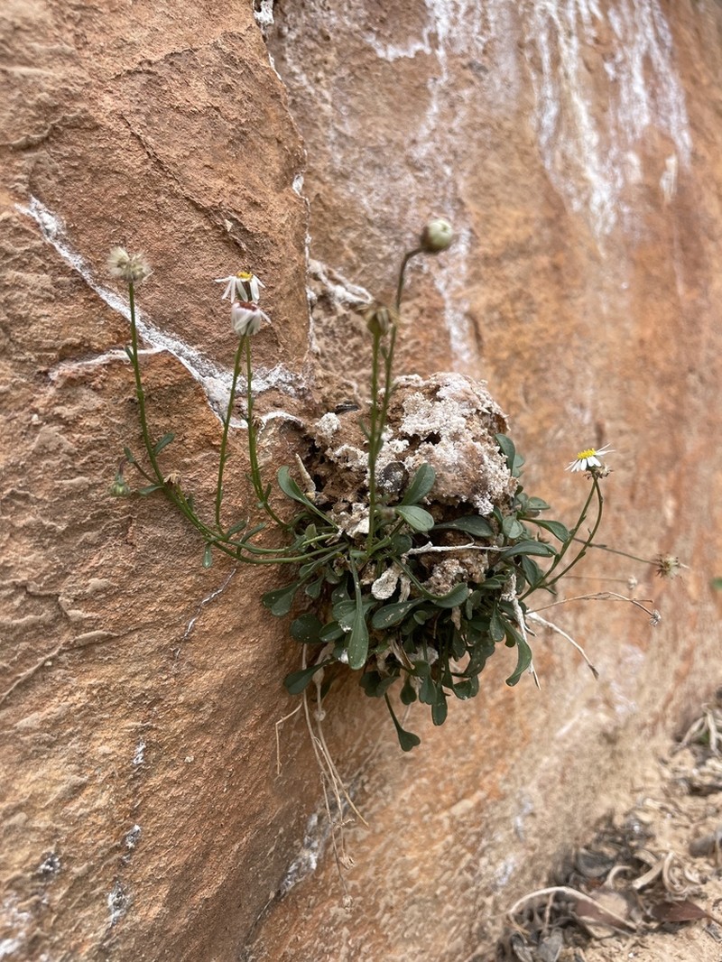 Kachina Fleabane photo 7