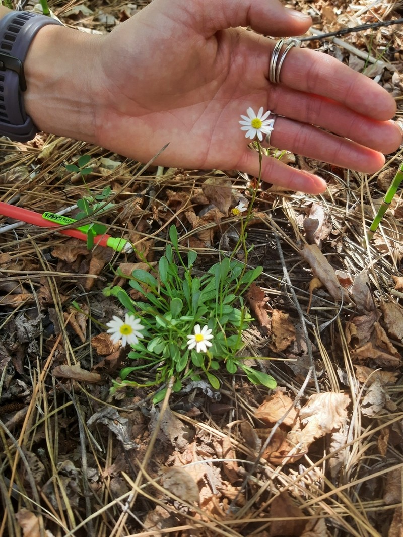 Kachina Fleabane photo 8