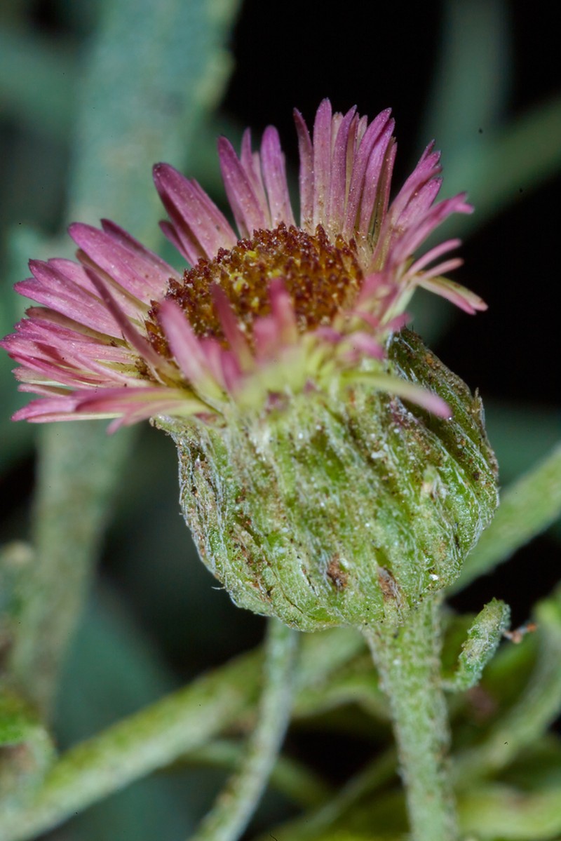 Latin American Fleabane photo 6
