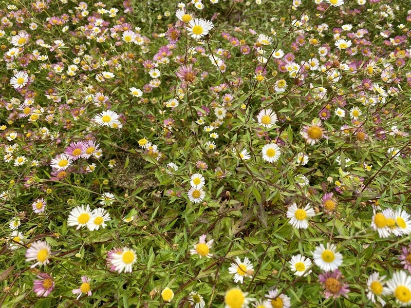 Latin American Fleabane photo 7