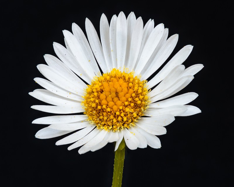 Latin American Fleabane photo 2