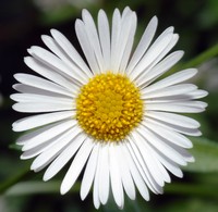 Latin American Fleabane