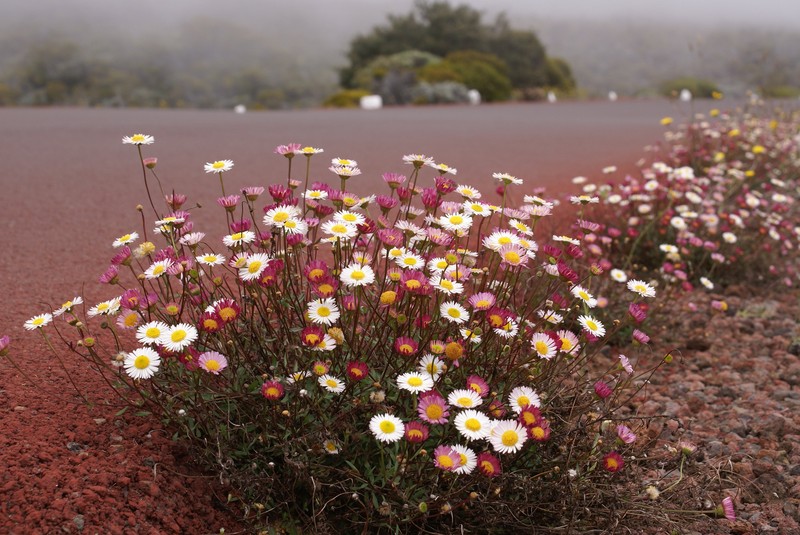 Latin American Fleabane photo 3