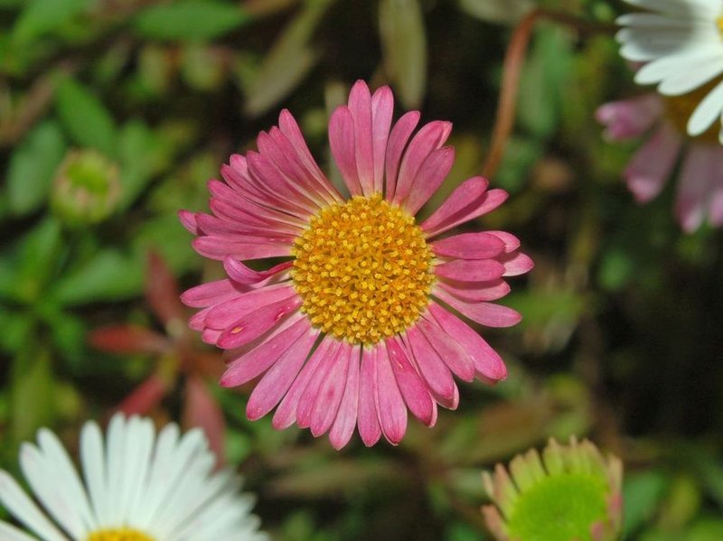 Latin American Fleabane photo 4