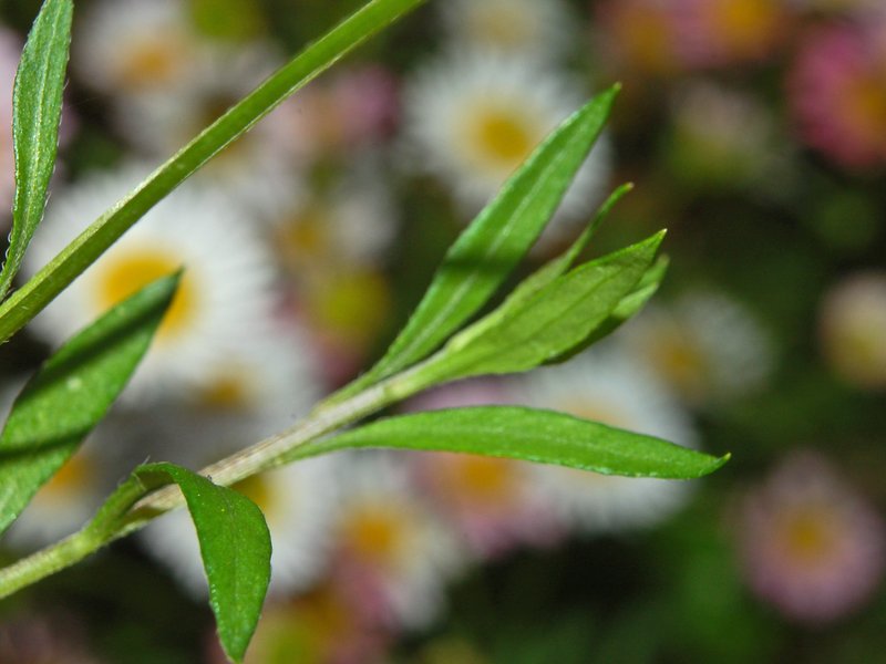 Latin American Fleabane photo 5
