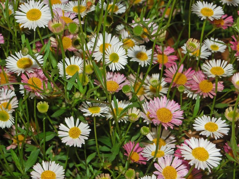 Latin American Fleabane photo 6