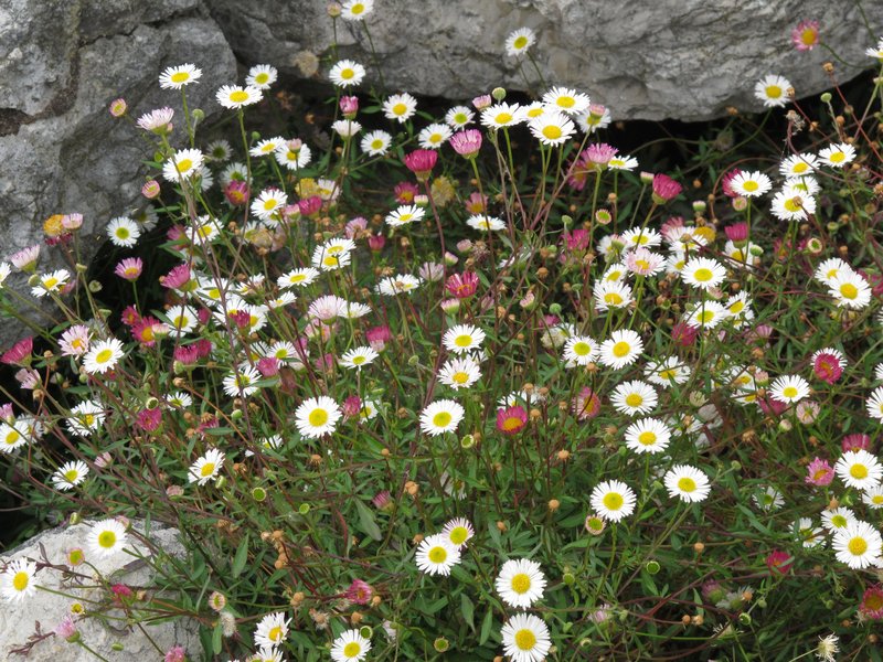 Latin American Fleabane photo 7