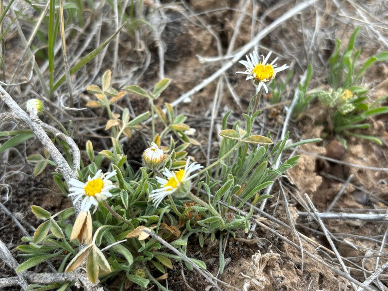 Erigeron katiae