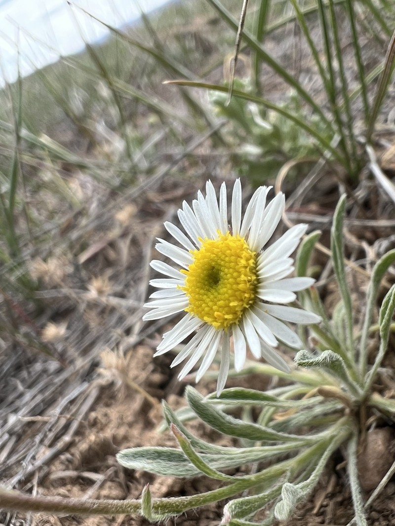 Erigeron katiae photo 2