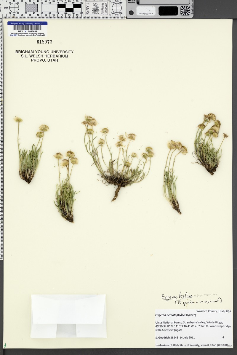 Erigeron katiae photo 4