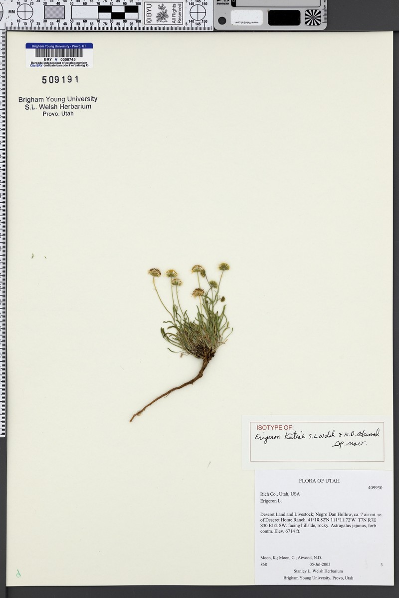 Erigeron katiae photo 5