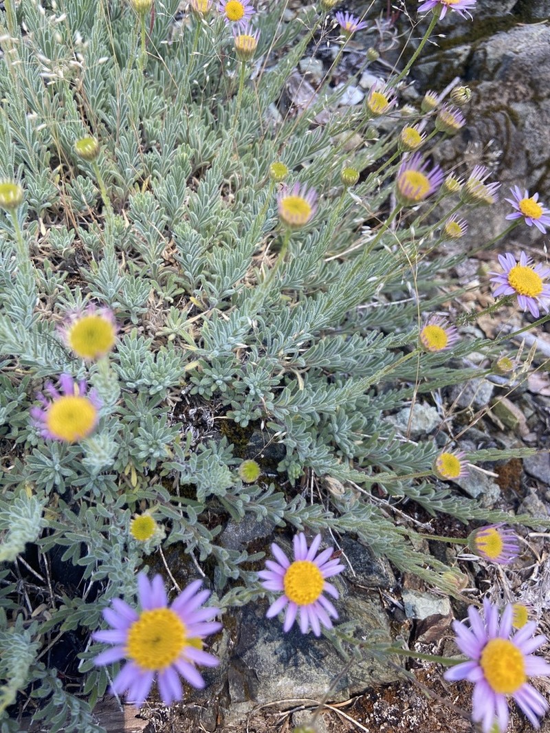 Erigeron klamathensis