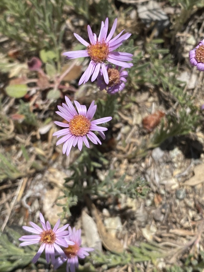 Erigeron klamathensis photo 2