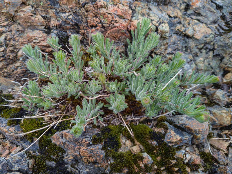 Erigeron klamathensis photo 3