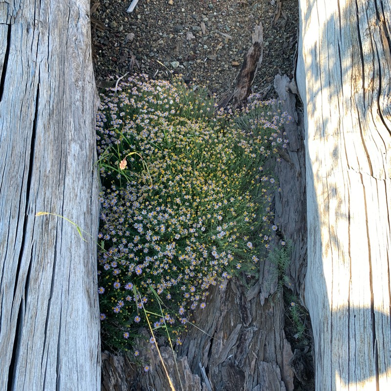 Erigeron klamathensis photo 4