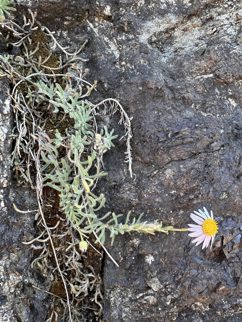 Erigeron klamathensis photo 5