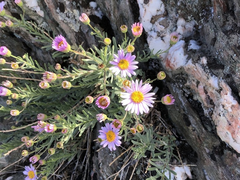Erigeron klamathensis photo 6
