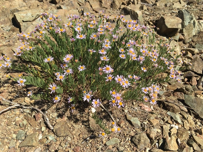 Erigeron klamathensis photo 7