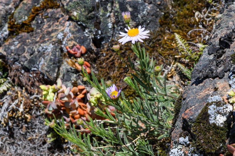 Erigeron klamathensis photo 8