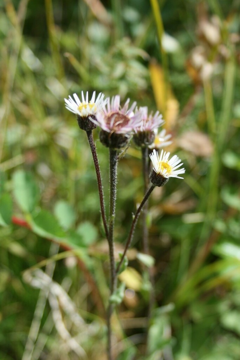 Erigeron krylovii