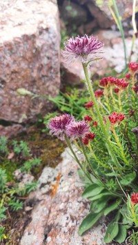 Erigeron lachnocephalus