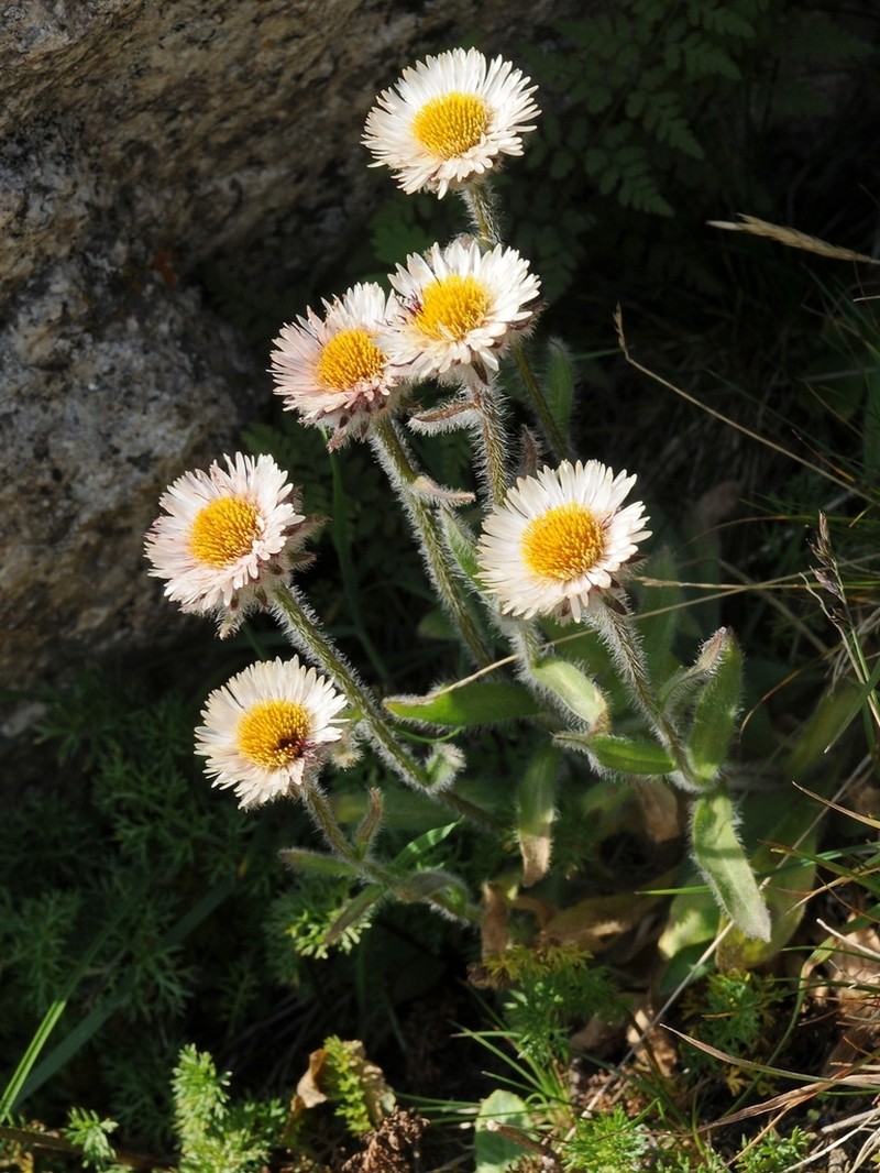 Erigeron lachnocephalus photo 2