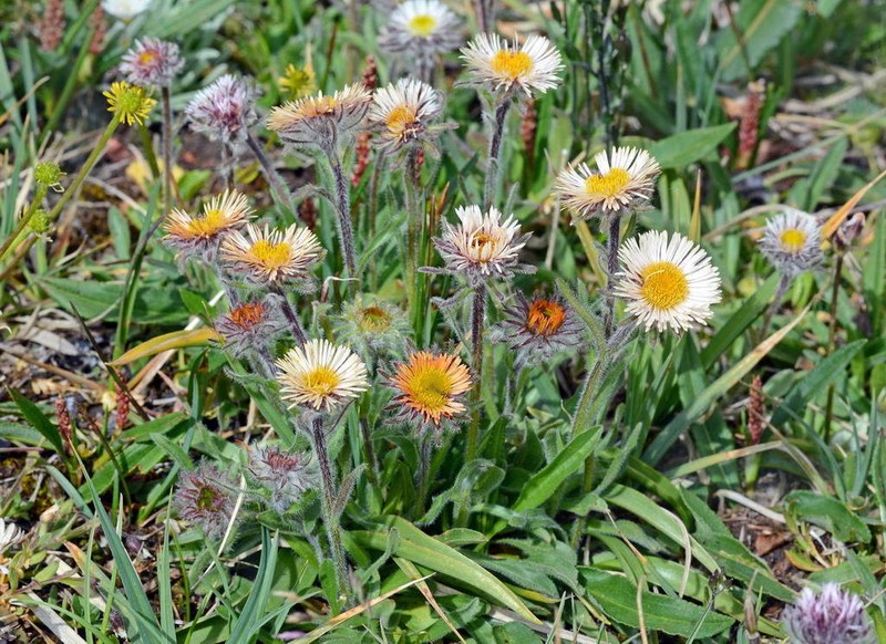 Erigeron lachnocephalus photo 3