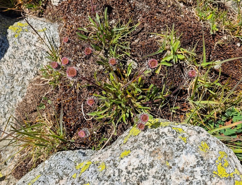 Erigeron lachnocephalus photo 4