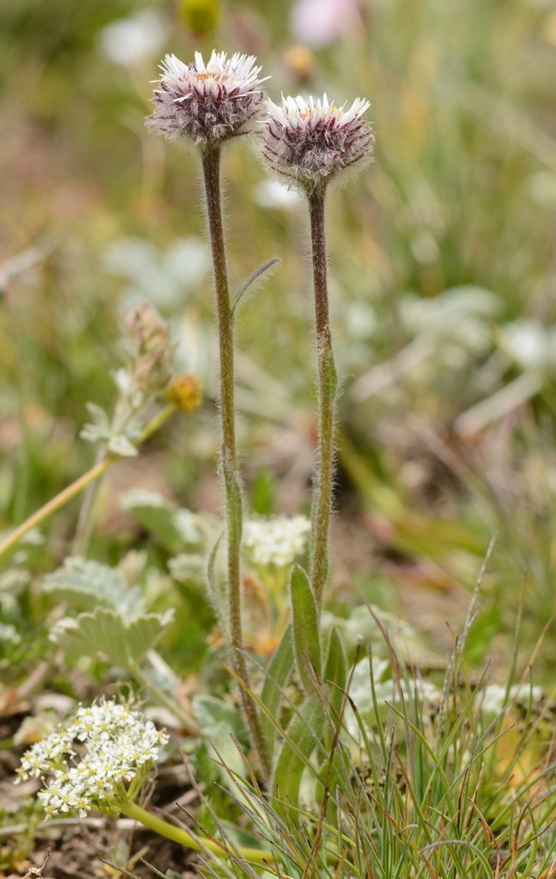 Erigeron lachnocephalus photo 5