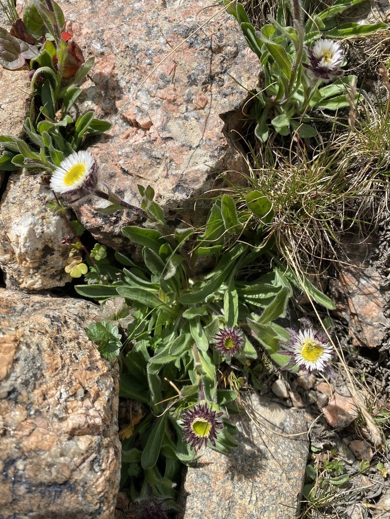 Erigeron lachnocephalus photo 6