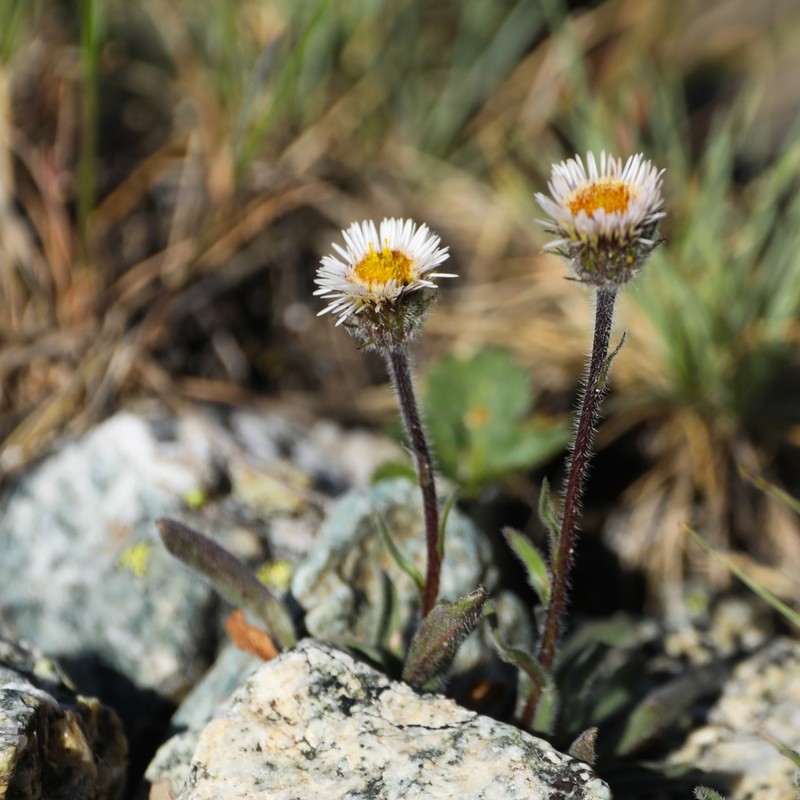 Erigeron lachnocephalus photo 7