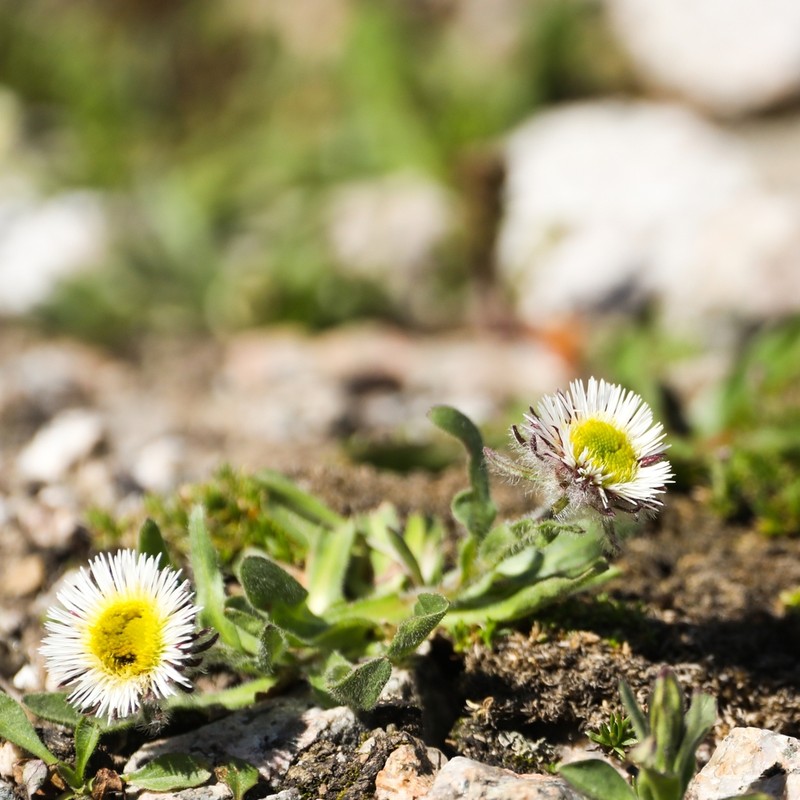 Erigeron lachnocephalus photo 8