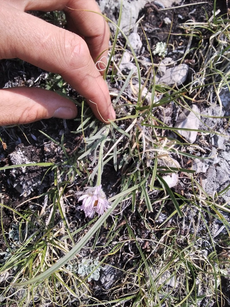 Lackschewitz's Fleabane