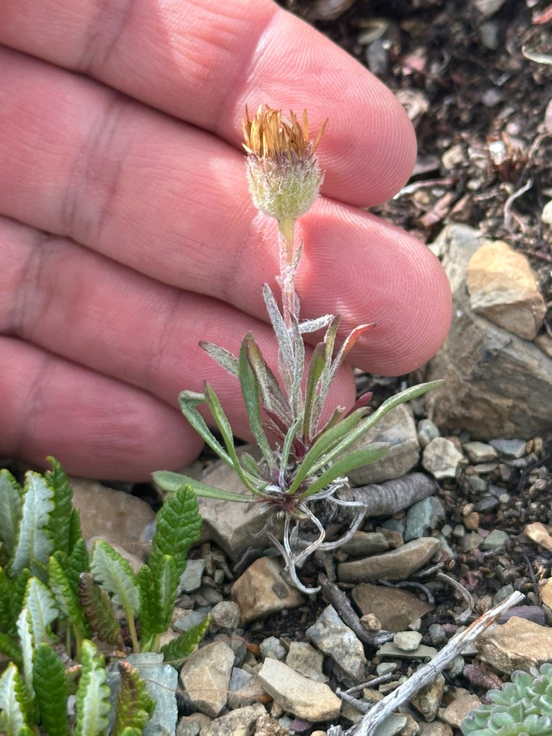 Lackschewitz's Fleabane photo 2