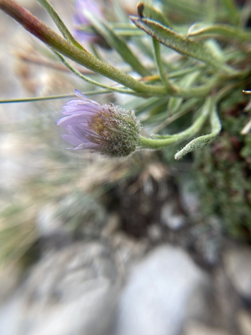 Lackschewitz's Fleabane photo 3