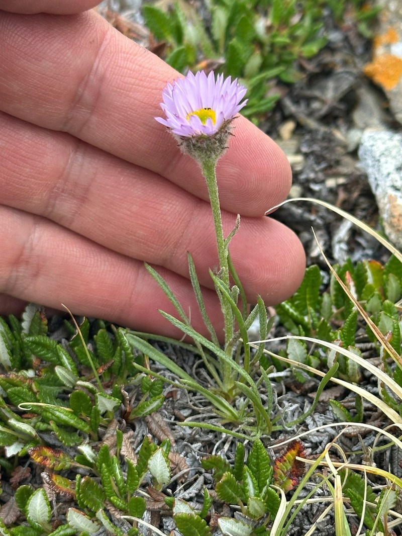 Lackschewitz's Fleabane photo 4